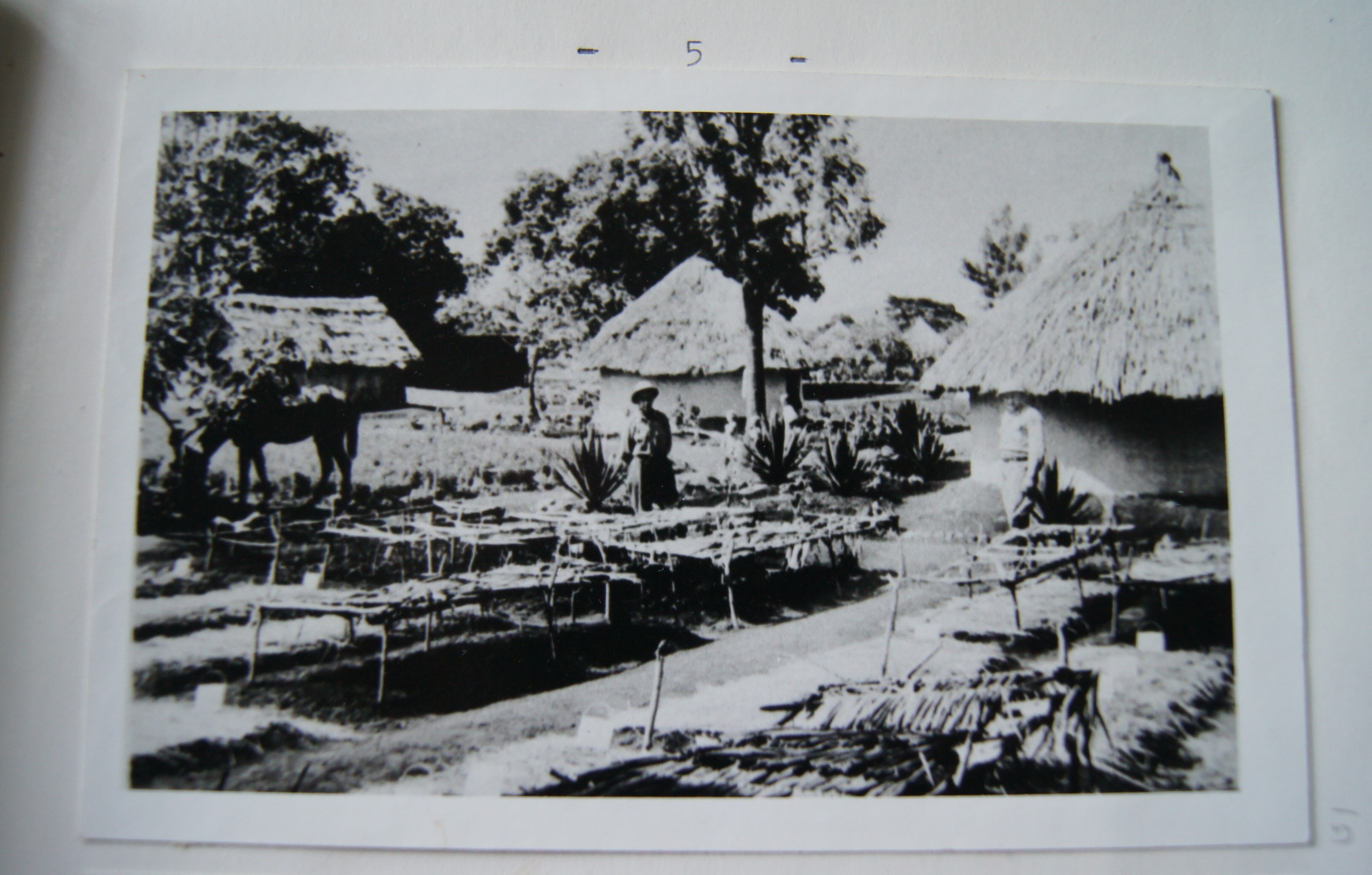 Zdjęcie z obozu Tengeru w Tanganice widoczne chaty kryte strzechą.