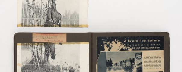 Otwarty stary album fotograficzny na jasnym tle: po lewej duża czarno-biała fotografia brzozowego lasu nad wodą z dużym ptakiem opartym o pień i mniejszym wyciętym odbitkiem tej samej fotografii u góry, po prawej ciemny fragment okładki lub wycinka czasopisma z widocznym tytułem 